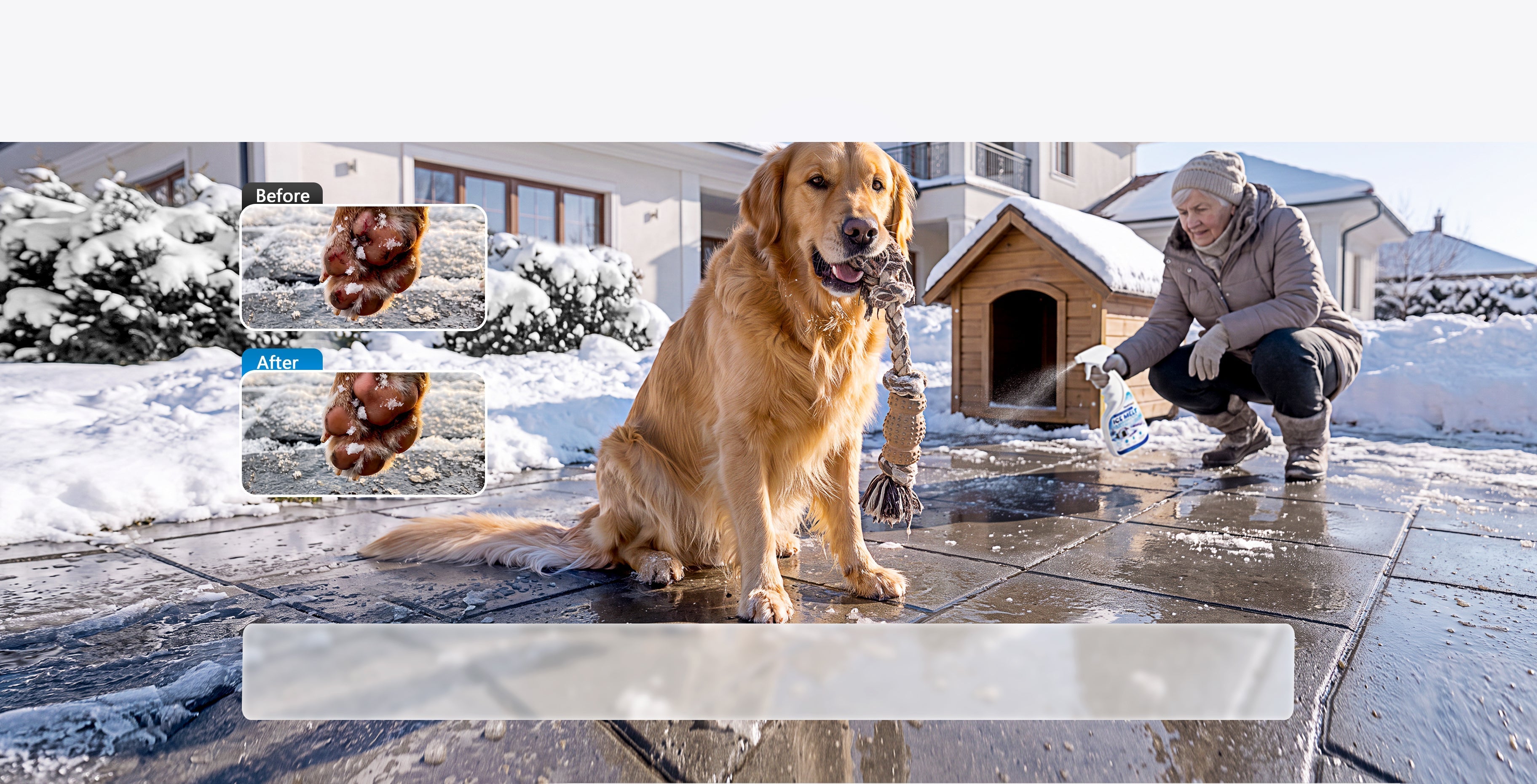 Dog enjoying a cleared snowy walkway