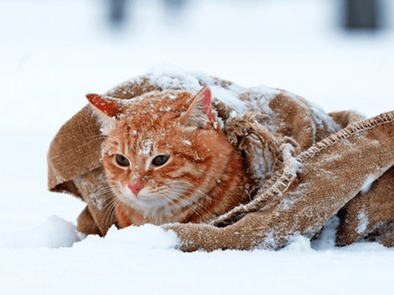 Freezing nights